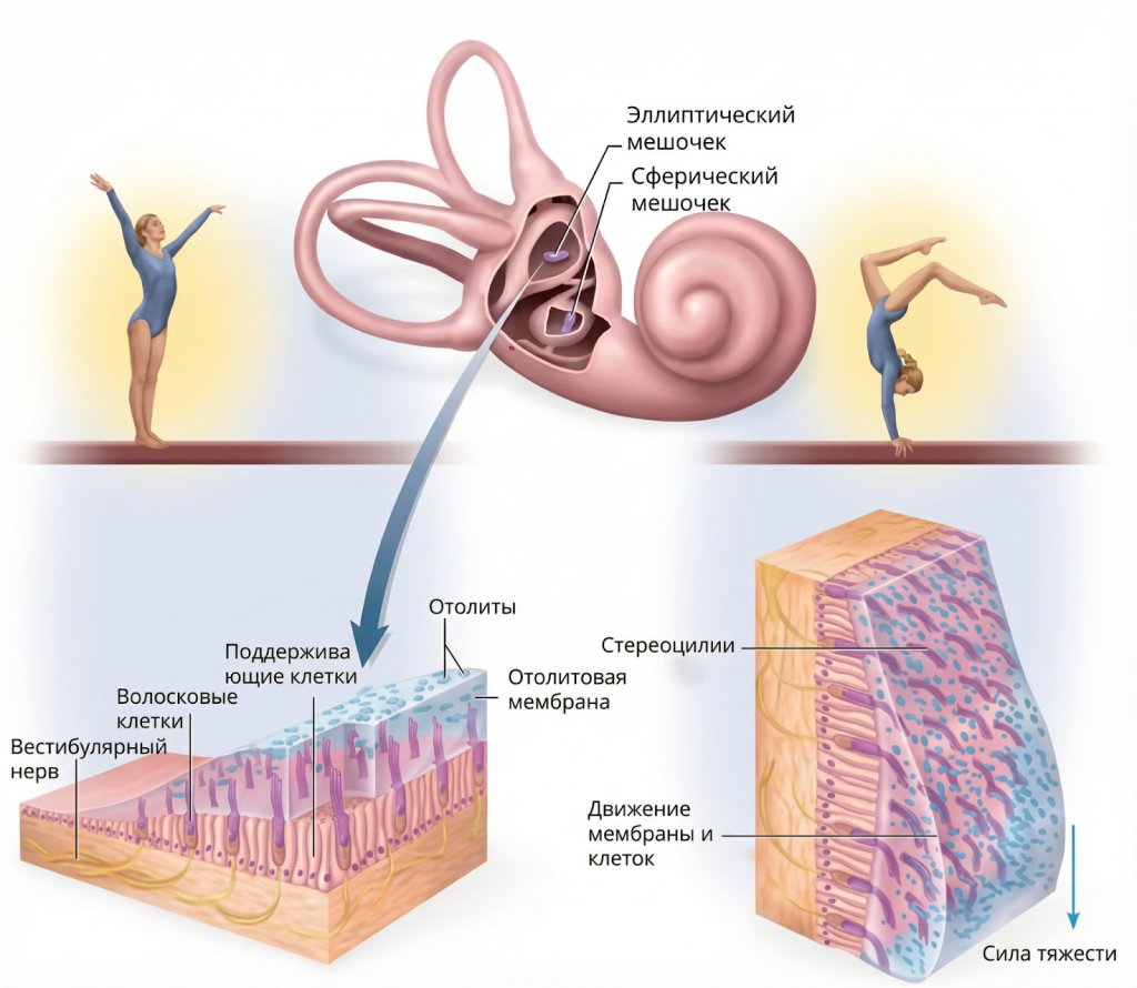 Вестибулярный аппарат внутреннего уха человека