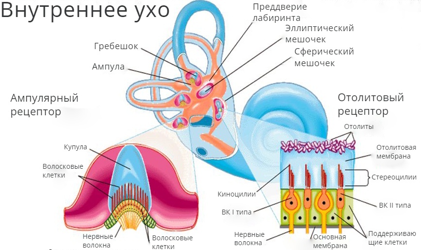 Строение внутреннего уха
