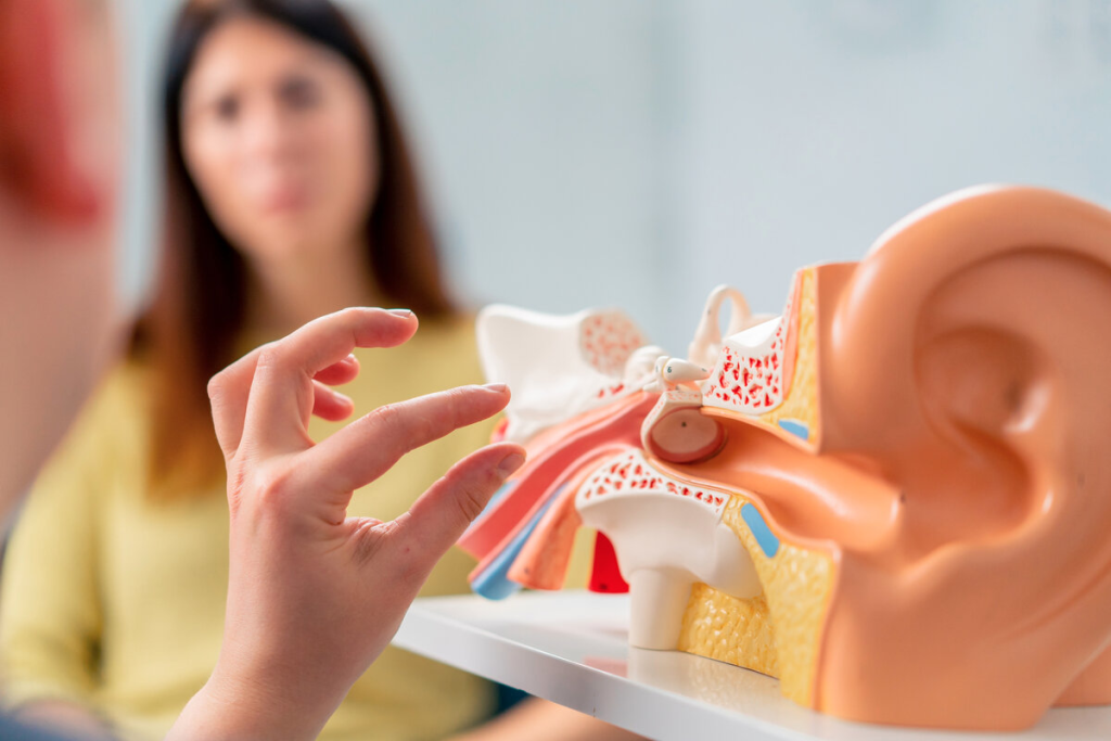 Структура уха