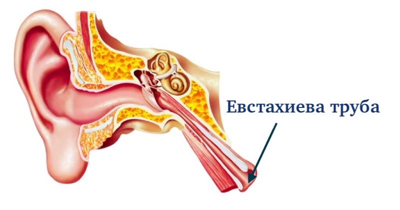Евстахиева труба